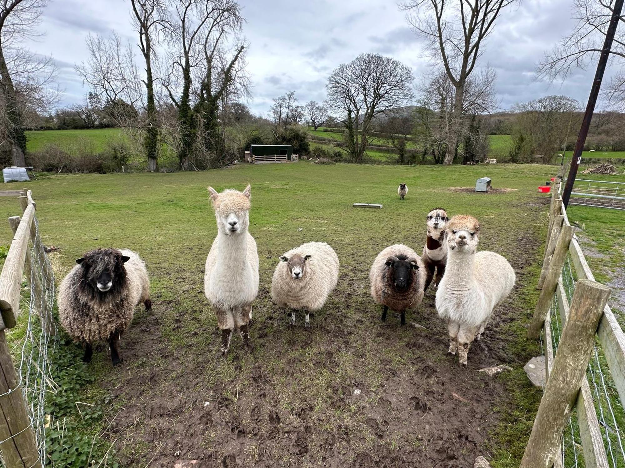 Rhuddlan Dwylig Isa Holiday Cottages מראה חיצוני תמונה